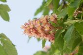 розовые каштаны на фоне неба