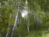 Русские березы