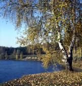 Береза у реки. Осень