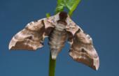 Бабочка бражник. Sphingidae