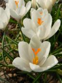 Цветок крокус. Crocus