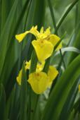 Ирис болотный. Iris pseudocorus