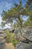 Россия. Природа России. Белое Море. Деревня Юково. Остров Кий. Каменный берег. Дерево на фоне неба