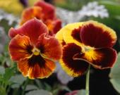 Фиалки, анютины глазки