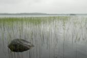 Россия. Карелия. Озеро Боярское. Камень в воде