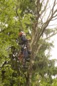 Промышленный альпинист на дереве