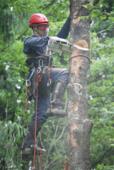 Промышленный альпинист пилит дерево