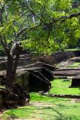 Шри-Ланка. Сигирия. Руины царских чертогов