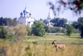 Россия. Владимирская область. Суздаль. Рождественский собор. Козел