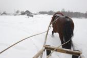 Россия. Северная Карелия. Деревня Нильмогуба. Снег. Лошадь